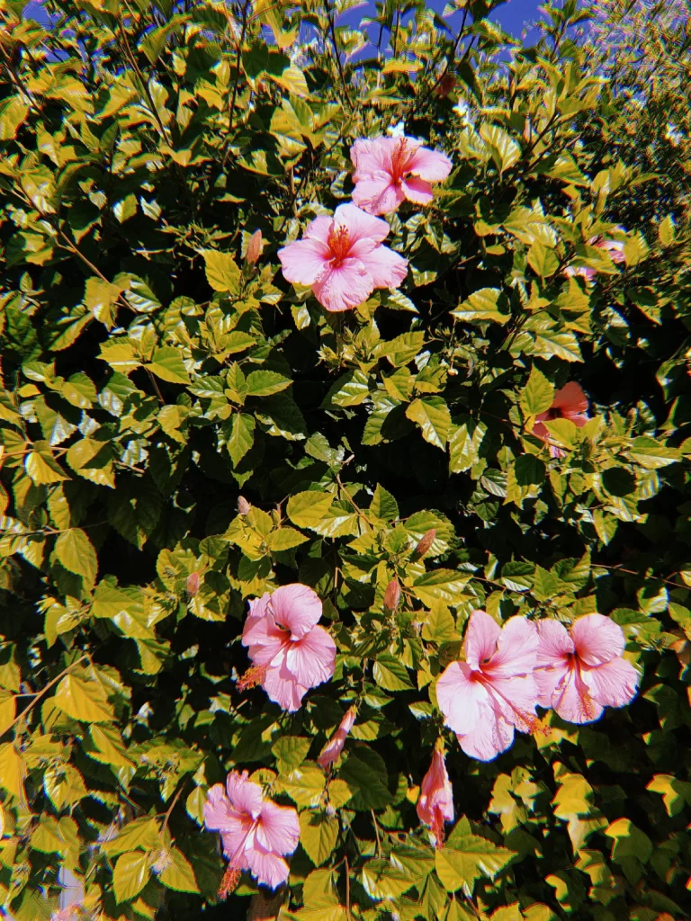 Pink flowers