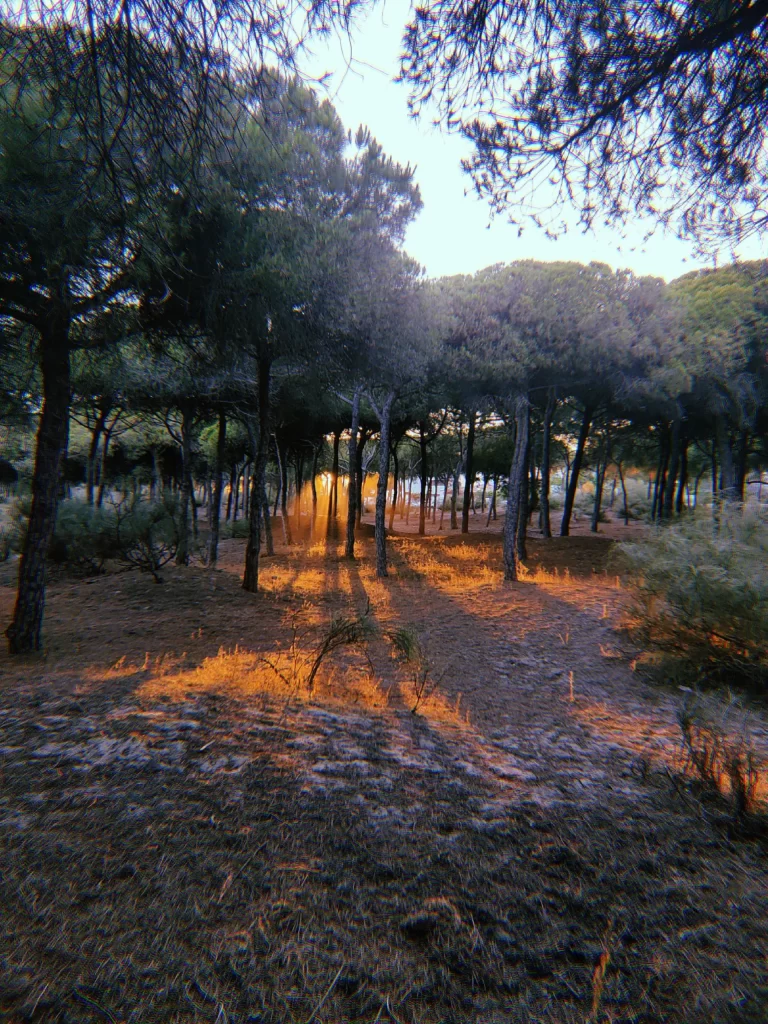 Forest sunset with pine trees