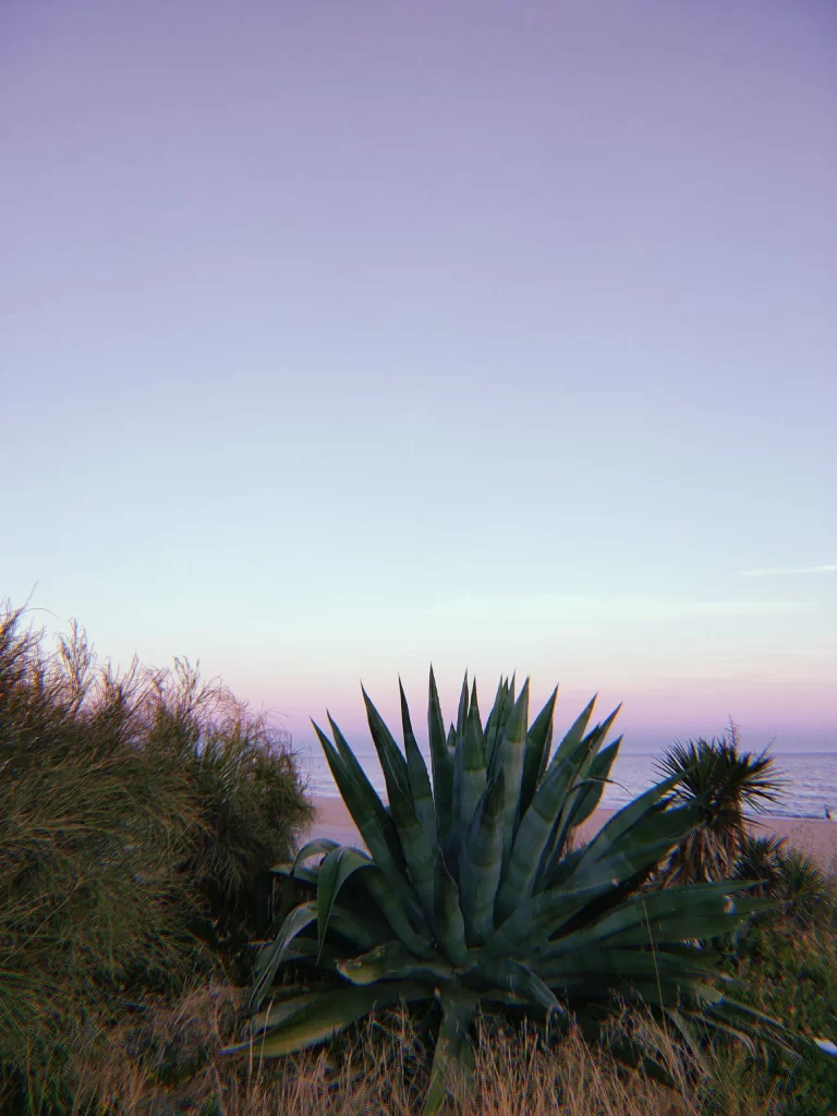 Beach sunset with agave plant