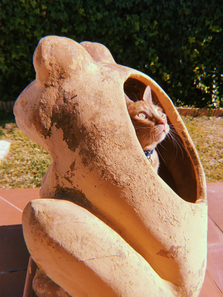 Frog statue with cat inside